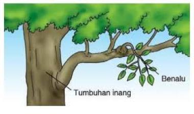 Mempersiapkan Ujian dengan Tryout Online IPA Tumbuhan